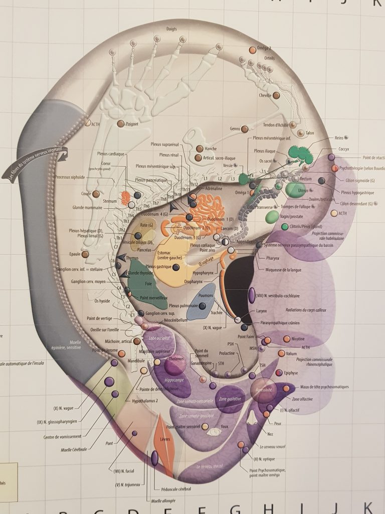 Cartographie de l'auriculothérapie